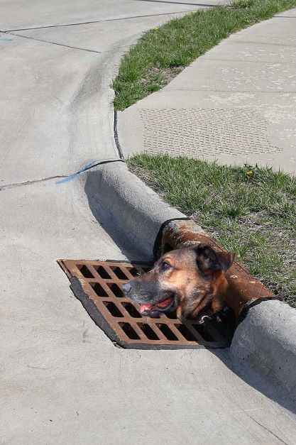 dog gutter.jpg